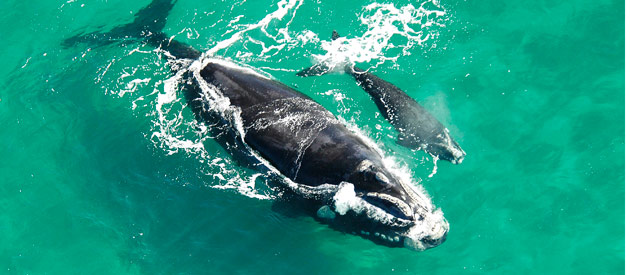 Whale watching