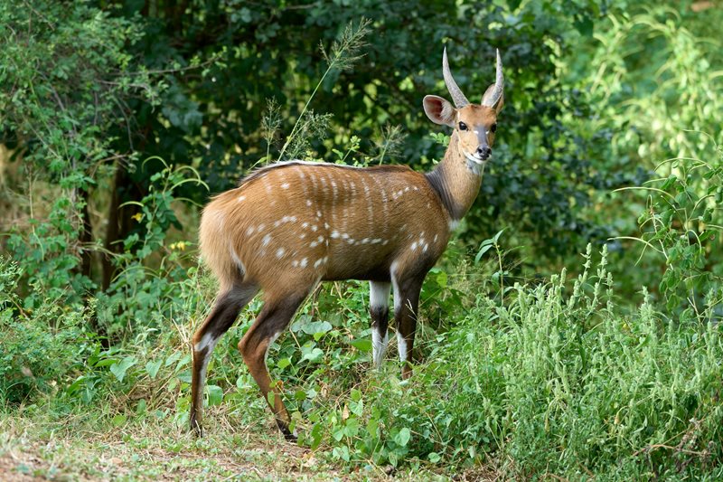 Bushbuck 2