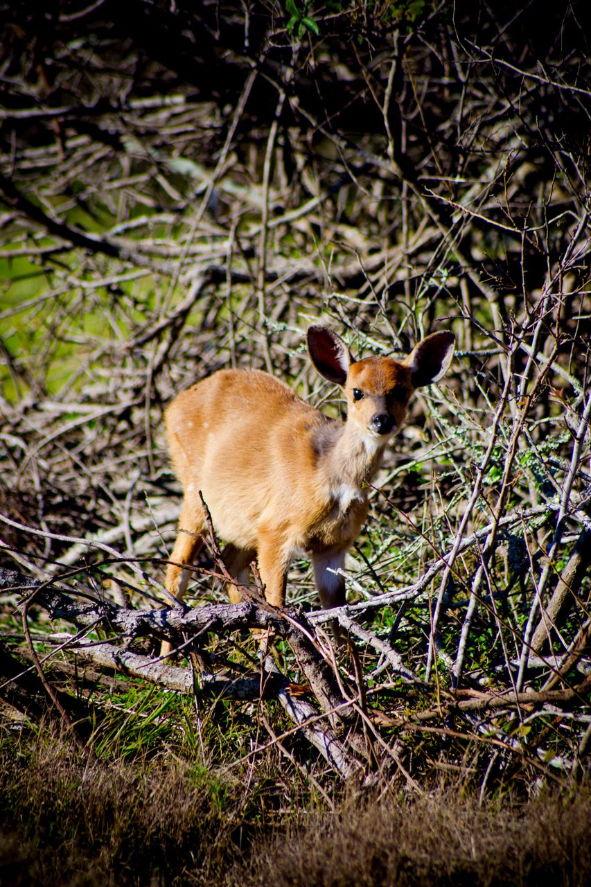 Duiker
