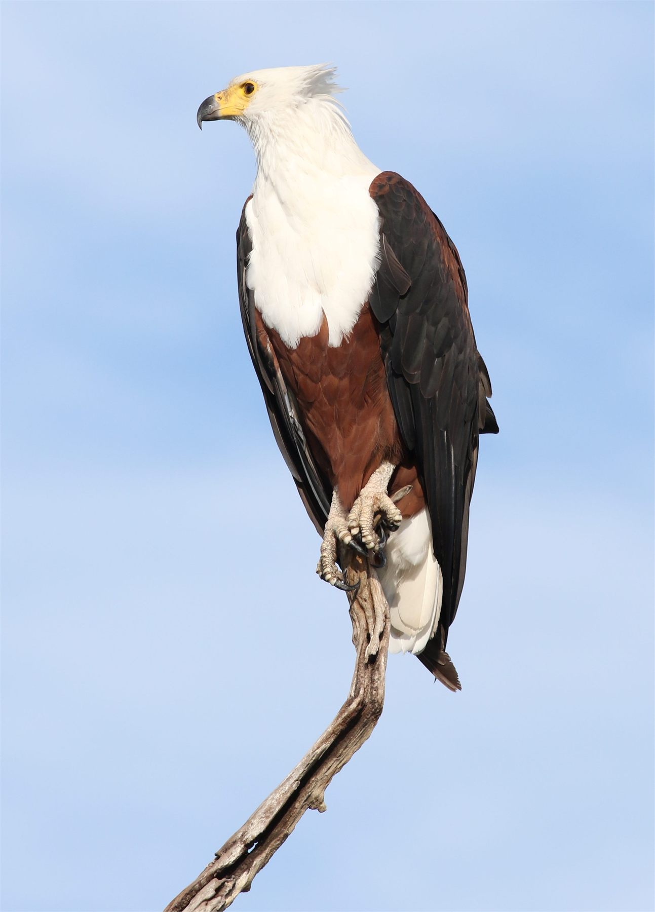 Fish eagle