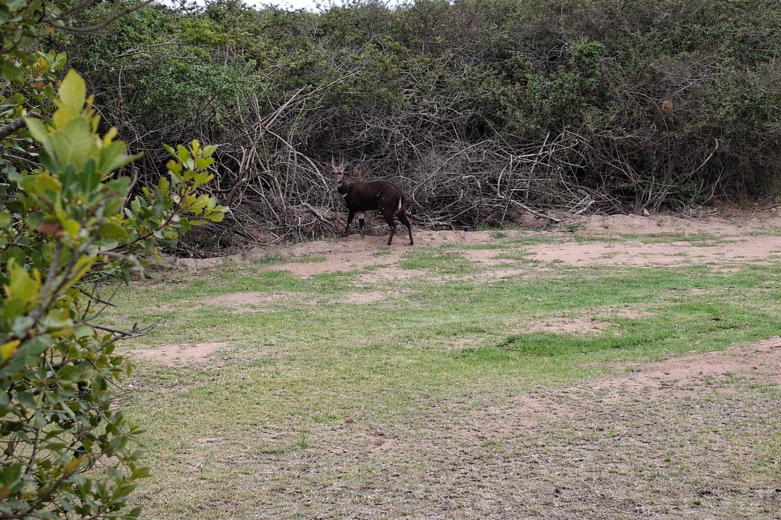 Bushbuck at Arbeidsloon campsite